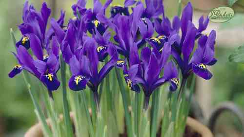 如何种植鸢尾花