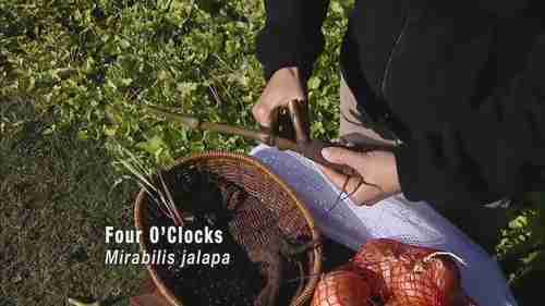 如何储存球根植物