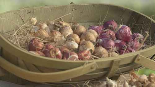 如何在春天种植球根植物