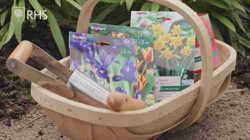 在家中种植球根植物