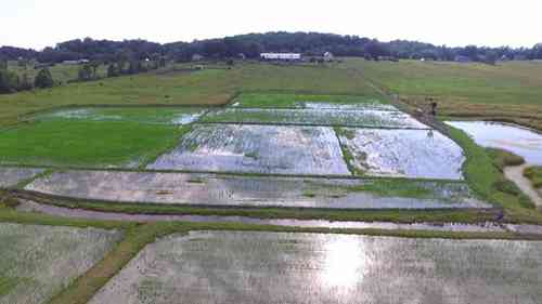 鸭稻综合养殖 2