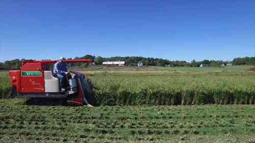 鸭稻综合养殖 3