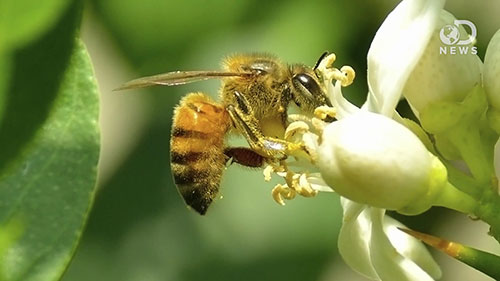 蜂类产品生产安全