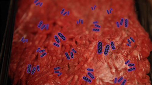 沙门氏菌造成的食品污染