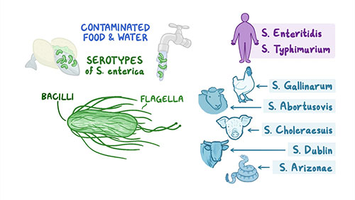 沙门氏菌病的成因和防治