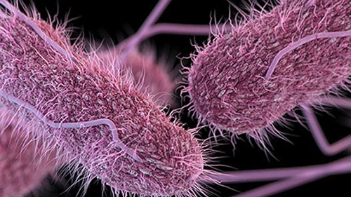 了解食源性细菌感染和沙门氏菌病