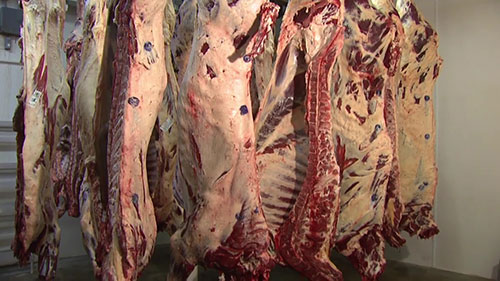 牛肉样本的大肠杆菌采样