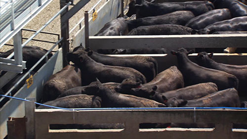 肉类行业的食品安全