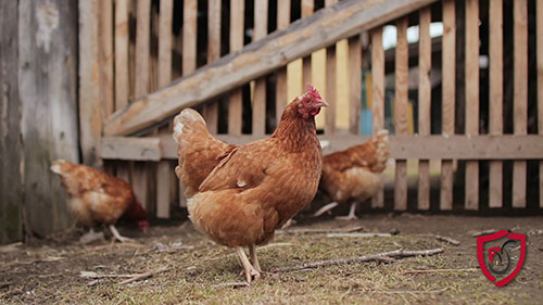 商业家禽健康和细菌测试