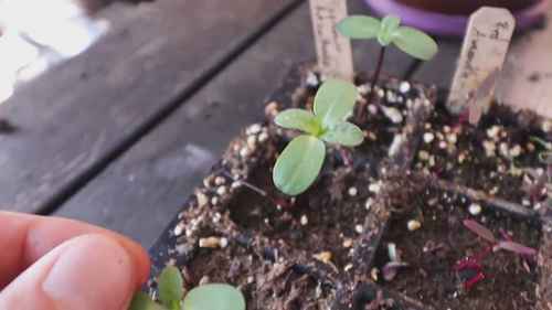 5种快速生长的蔬菜