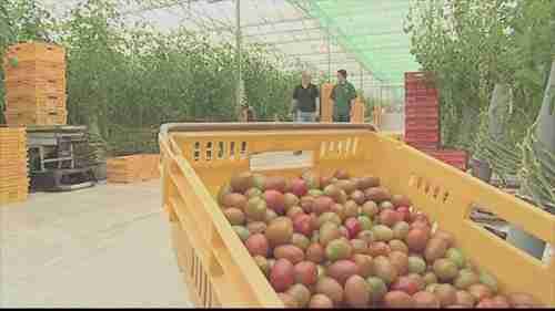 学习温室大棚种植蔬菜