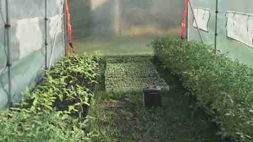 温室与蔬菜生产