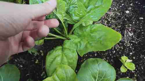 12种适合在阴凉处种植的蔬菜