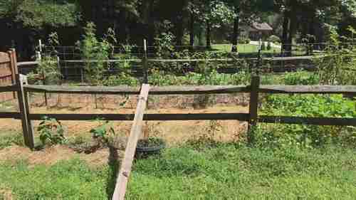 可种植的几种昂贵蔬菜