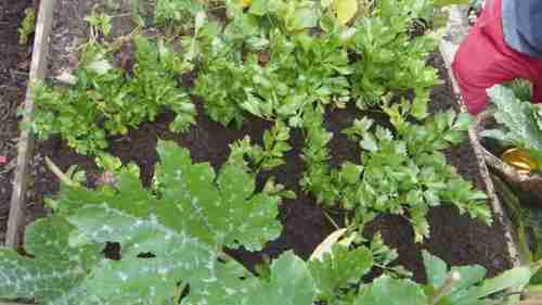 提高菜园产量的10种方法