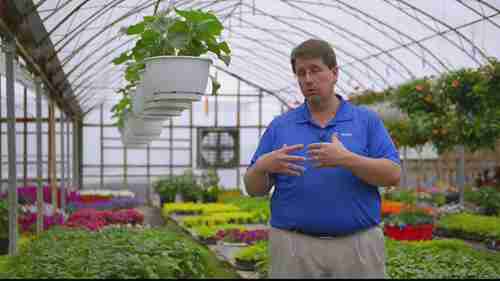 温室蔬菜和草药生产