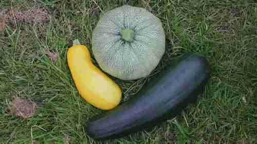 在阴凉处种植水果和蔬菜