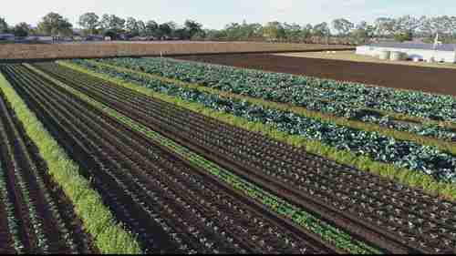 覆盖型蔬菜种植