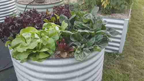 夏天容易种植的7种蔬菜