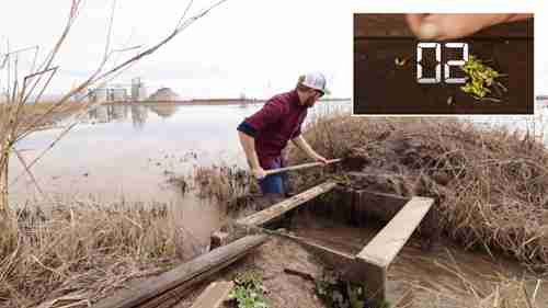 一株水稻能产出多少粒米呢？