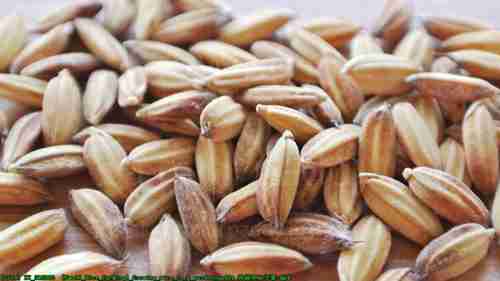 花园里的小稻田