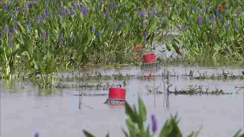 在美国种植水稻
