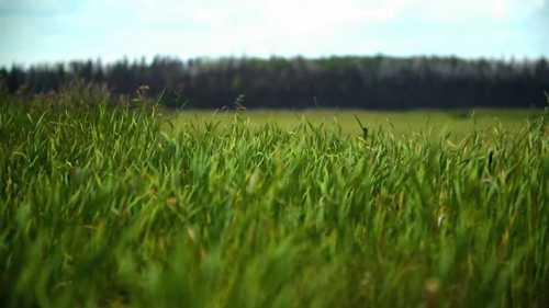 世界上最好的野生水稻