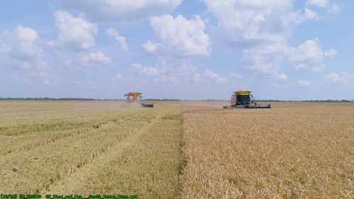 在德克萨斯州种植大米