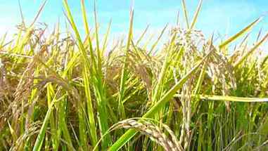 大米的研磨加工