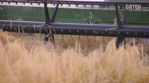 大米的种植和生产