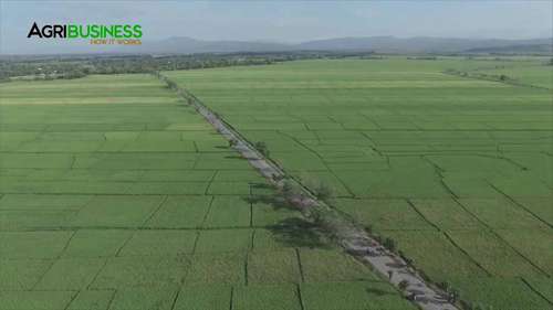 水稻：从种子到收获