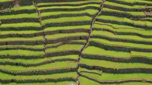 日本的水稻种植