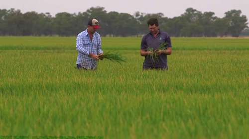 澳大利亚的大米