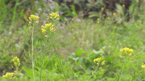 授粉：获取食物的手段