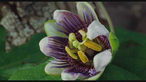 美妙的授粉过程