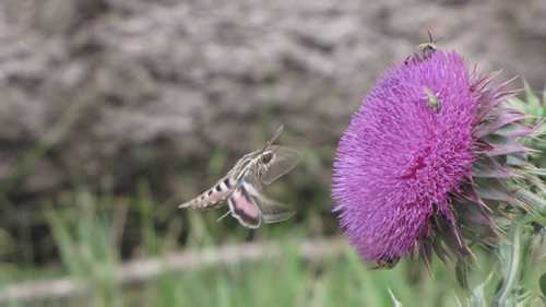 3分钟之内完成授粉