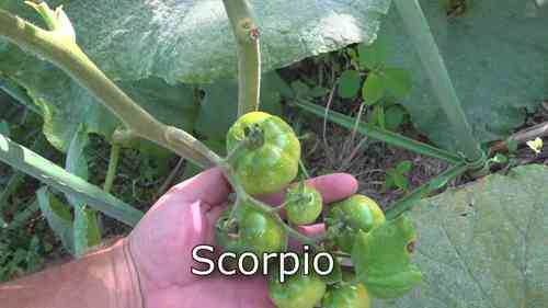 用牙刷给西红柿授粉