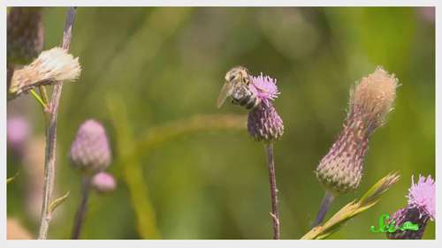 鲜花、蜜蜂和酵母