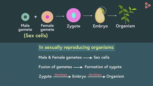 花在受精前和受精后的变化