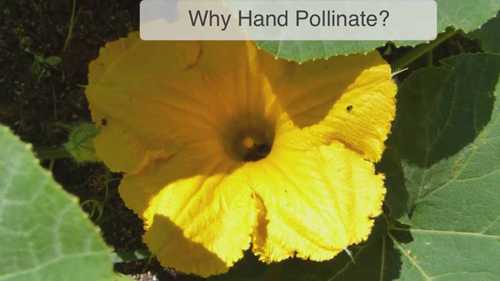 给南瓜人工授粉