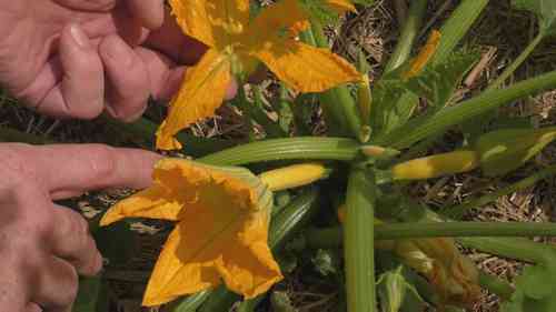 为西葫芦和南瓜授粉