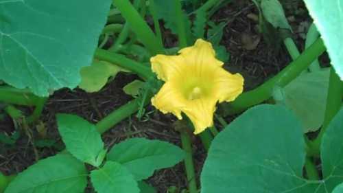 为南瓜人工授粉