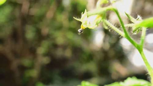 三种容易吸引传粉者的植物