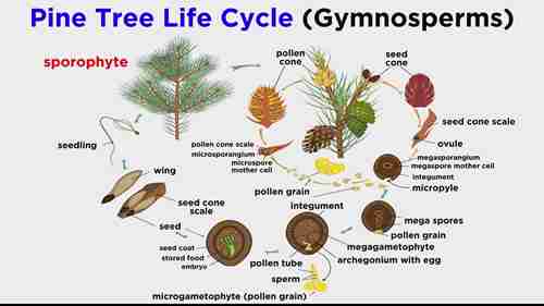 裸子植物的授粉