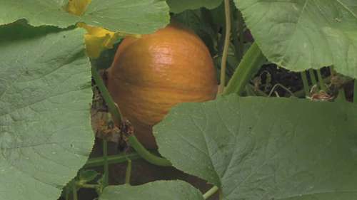 如何给南瓜授粉和修剪