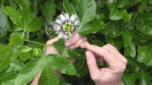 如何给西番莲授粉