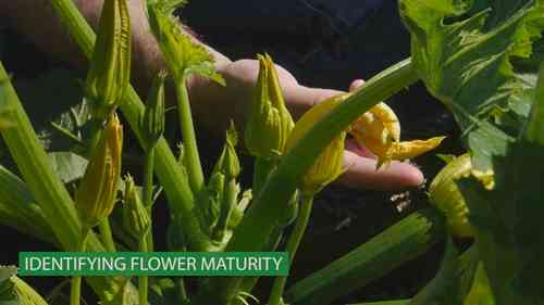 为南瓜授粉保存种子