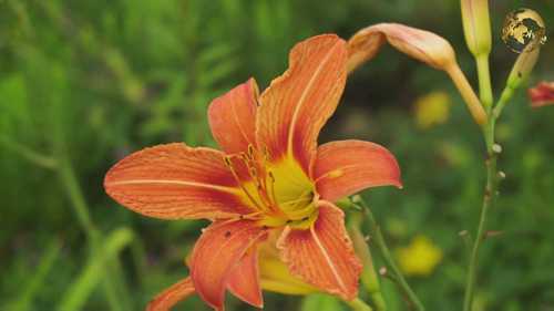 植物的授粉和受精过程