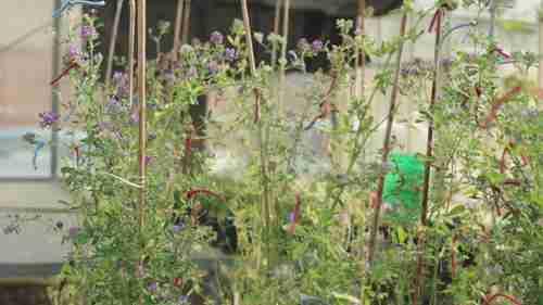 苜蓿花的异花授粉