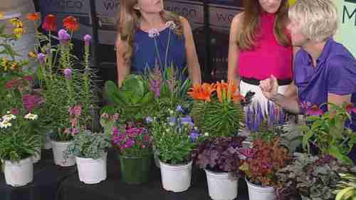 在花园中种植宿根植物 1